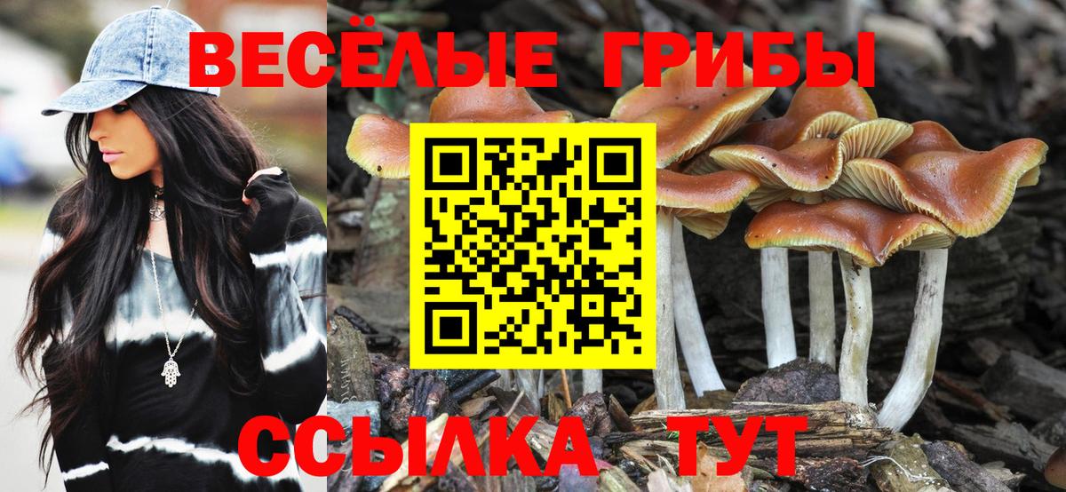 Псилоцибиновые грибы Cubensis  Вход с VPN  Новошахтинск 